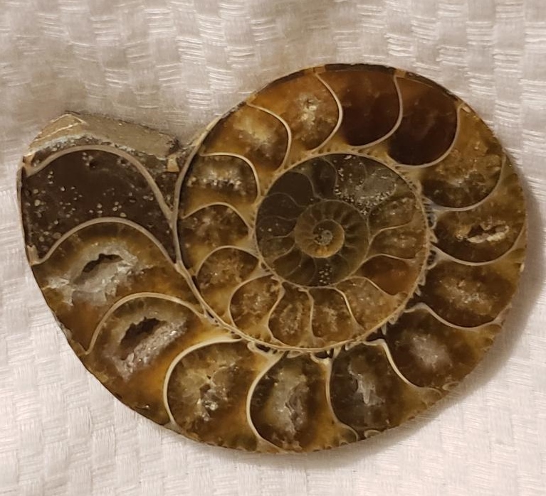 nautilus fossil