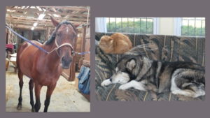 Horse, Cat and Dog 